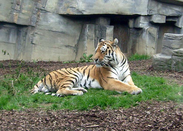 Sibirischer Tigerkater Mandschu im Wuppertaler Zoo im Mai 2008