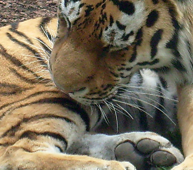 Sibirischer Tigerkater Mandschu im Zoologischen Garten Wuppertal im Mai 2008