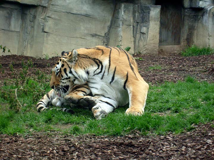 Sibirischer Tigerkater Mandschu im Zoo Wuppertal im Mai 2008