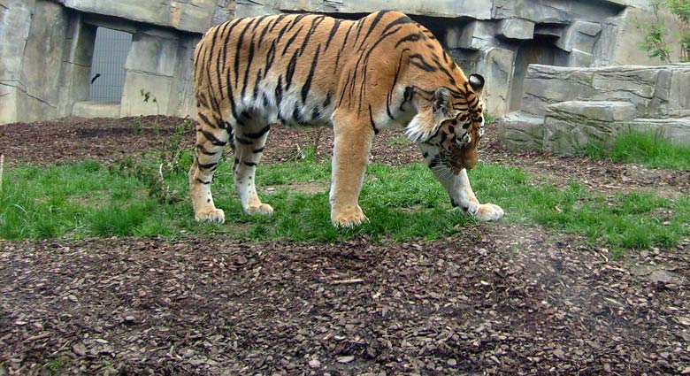 Sibirischer Tigerkater Mandschu im Zoologischen Garten Wuppertal im Mai 2008
