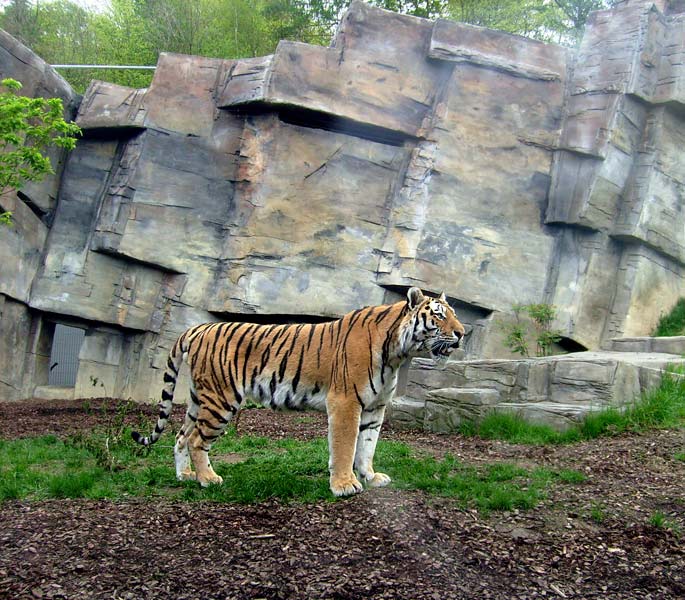 Sibirischer Tigerkater Mandschu im Zoo Wuppertal im Mai 2008