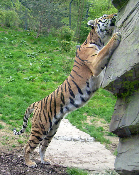 Sibirischer Tigerkater Mandschu im Wuppertaler Zoo im Mai 2008