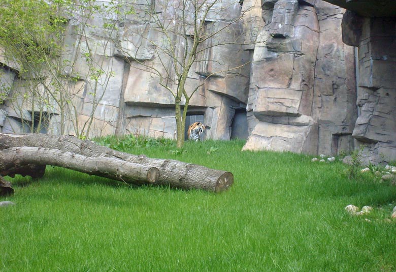 Sibirische Tigerin Mymoza im Zoologischen Garten Wuppertal im Mai 2008
