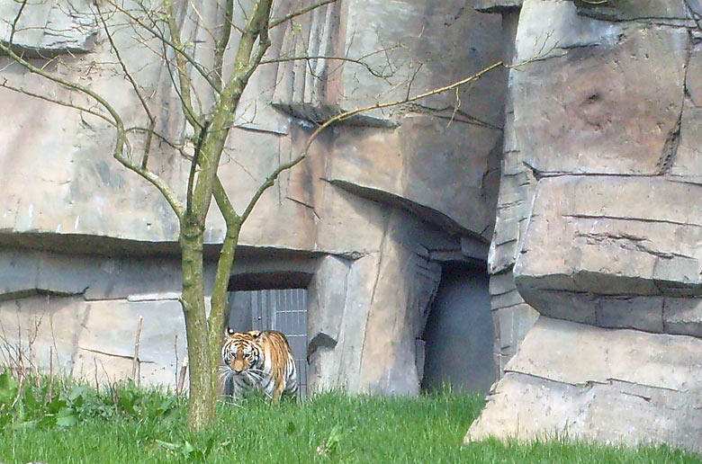 Sibirische Tigerin Mymoza im Wuppertaler Zoo im Mai 2008