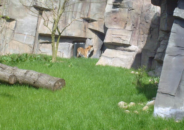 Sibirische Tigerin Mymoza im Zoologischen Garten Wuppertal im Mai 2008
