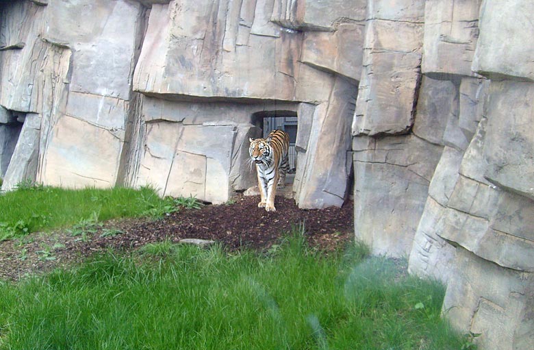 Sibirische Tigerin Mymoza im Wuppertaler Zoo im Mai 2008