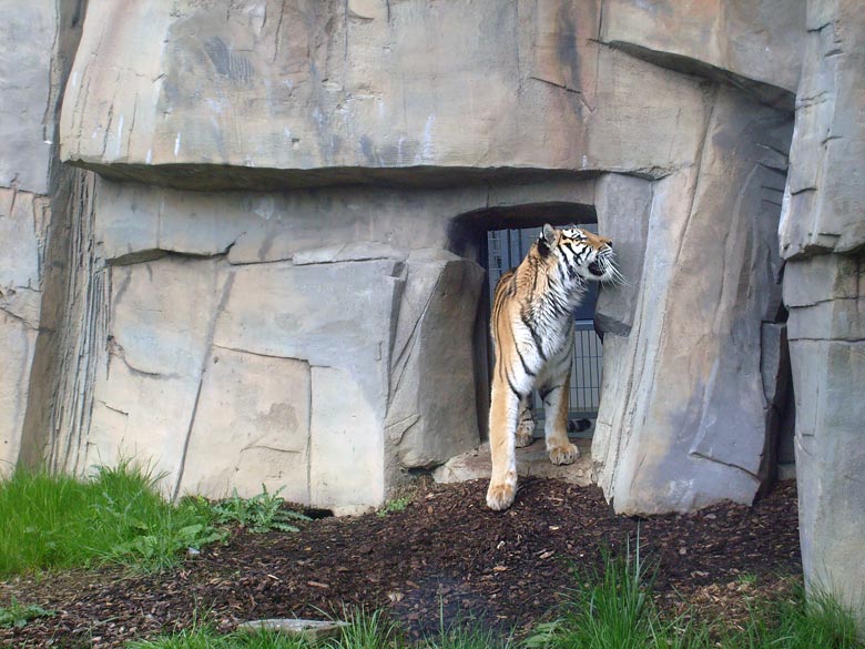 Sibirische Tigerin Mymoza im Zoo Wuppertal im Mai 2008