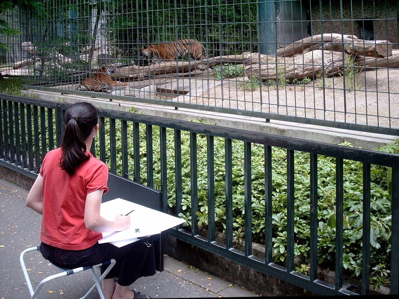 Sumatra-Tiger im Zoo Wuppertal im Juni 2003