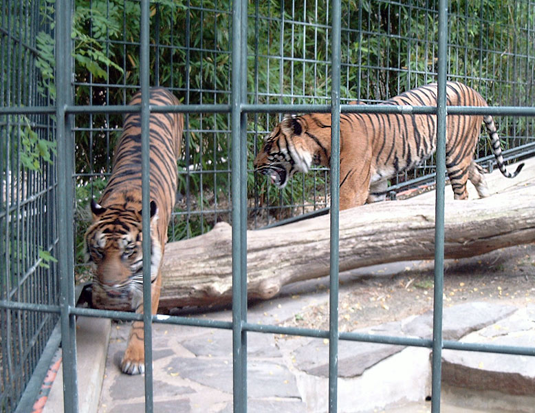 Sumatra-Tiger im Zoologischen Garten Wuppertal im Juni 2003