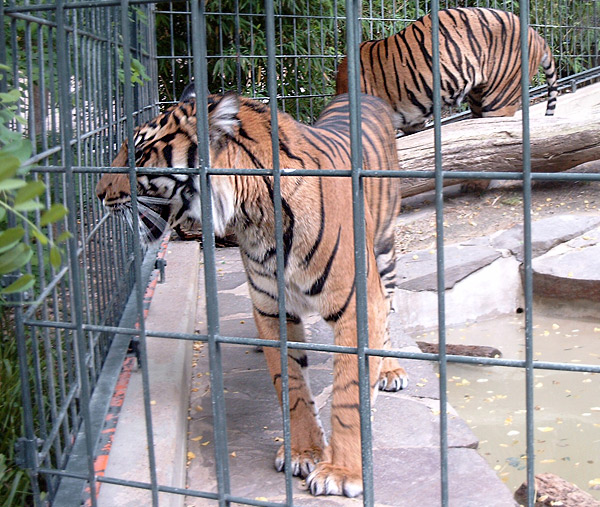 Sumatra-Tiger im Wuppertaler Zoo im Juni 2003