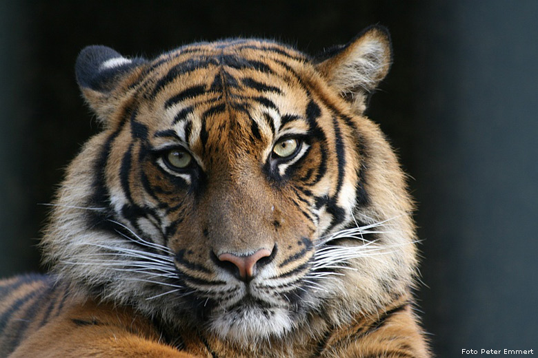 Sumatra-Tiger im Zoologischen Garten Wuppertal im Dezember 2006 (Foto Peter Emmert)
