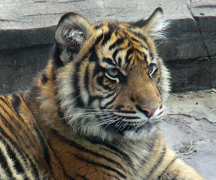 Sumatra-Tiger DASEEP im Zoologischen Garten Wuppertal im April 2011