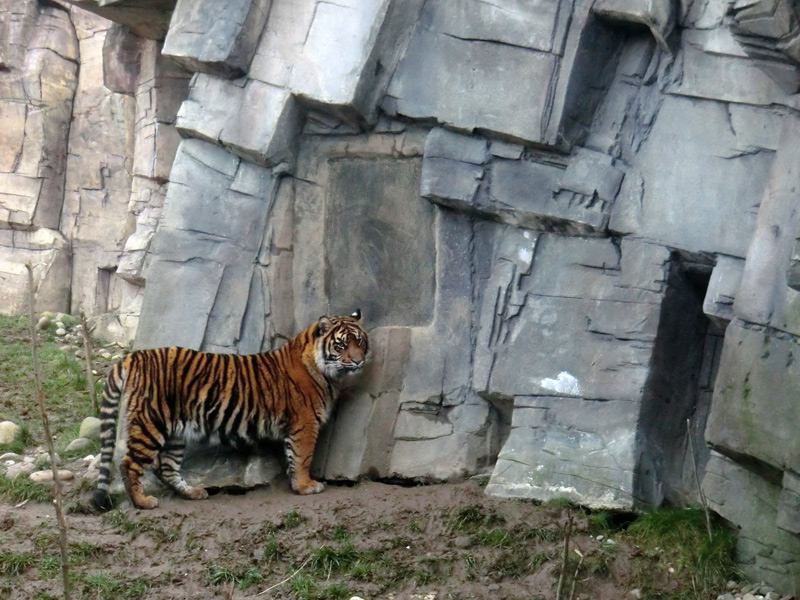 Sumatra-Tigerjungtier DASEEP im Zoo Wuppertal am 15. Januar 2012