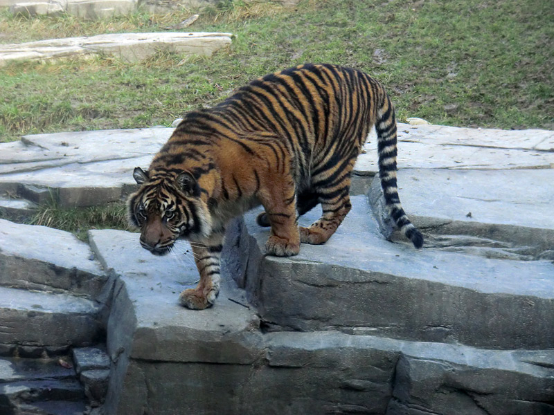 Sumatra-Tigerjungtier DASEEP im Wuppertaler Zoo am 15. Januar 2012