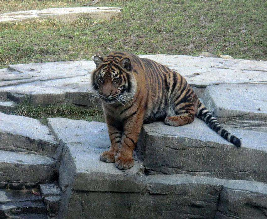 Sumatra-Tigerjungtier DASEEP im Zoo Wuppertal am 15. Januar 2012