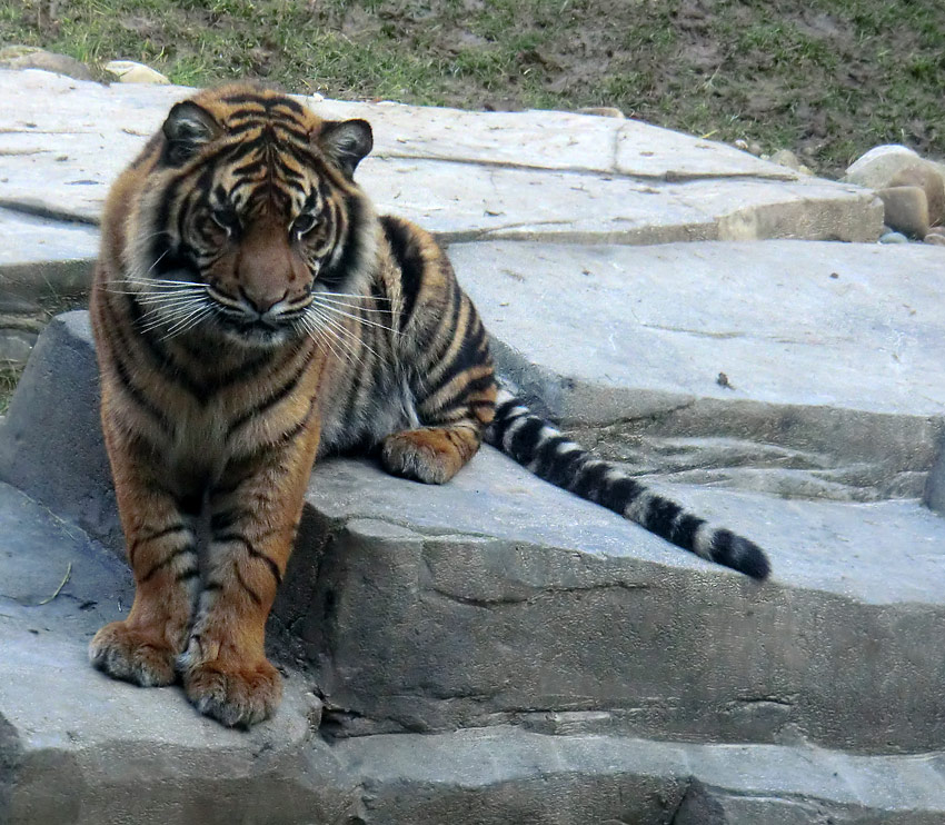 Sumatra-Tigerjungtier DASEEP im Zoologischen Garten Wuppertal am 15. Januar 2012