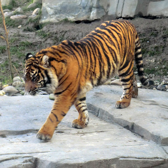 Sumatra-Tigerin DASEEP im Wuppertaler Zoo am 15. Januar 2012