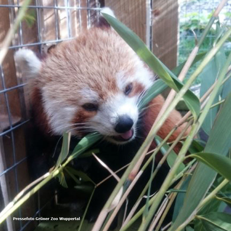Pressebild: Roter Panda am 27. August 2015 im Welsh Mountain Zoo Colwyn Bay im nördlichen Wales in Großbritanien (Foto Grüner Zoo Wuppertal)