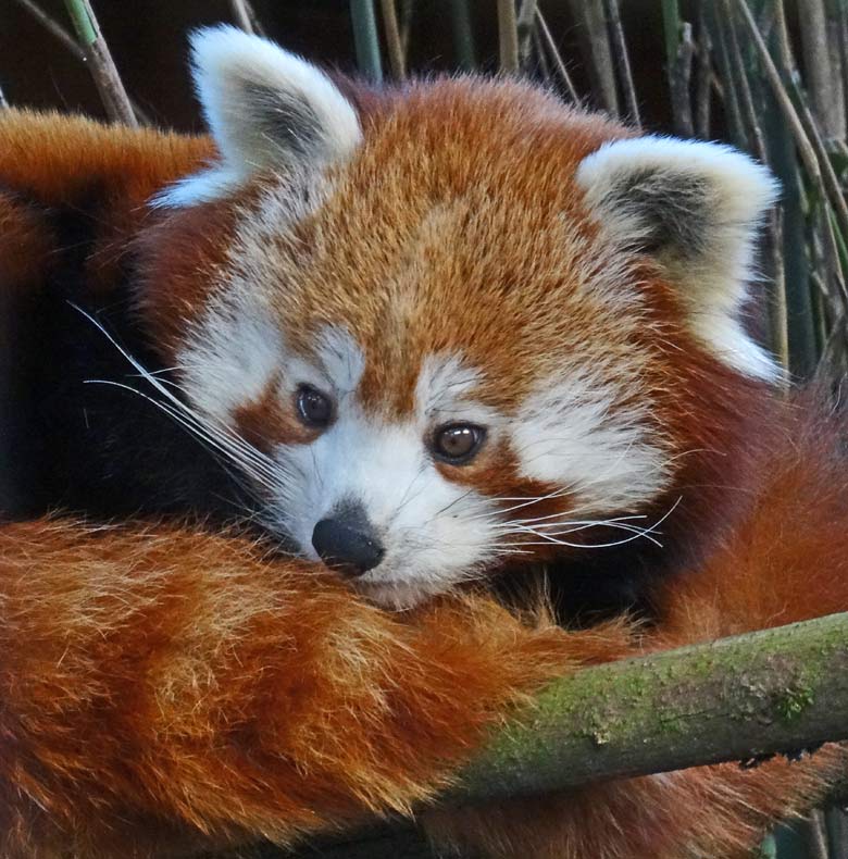 Kleiner Panda (Ailurus fulgens) am 27. Januar 2017 im Wuppertaler Zoo