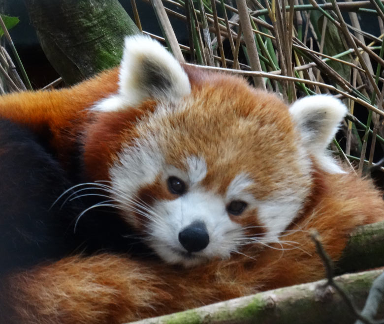 Kleiner Panda (Ailurus fulgens) am 29. Januar 2017 im Zoologischen Garten der Stadt Wuppertal