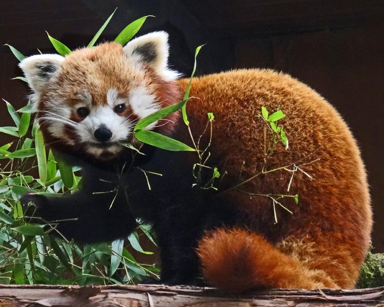 Roter Panda (Ailurus fulgens) am 19. Februar 2017 im Grünen Zoo Wuppertal