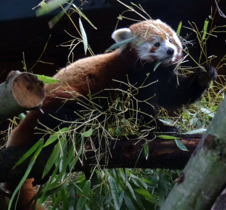Kleiner Panda (Ailurus fulgens) am 5. März 2017 im Zoologischen Garten der Stadt Wuppertal
