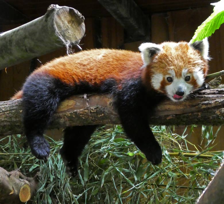 Kleiner Panda (Roter Panda) am 10. Juni 2017 im Zoo Wuppertal