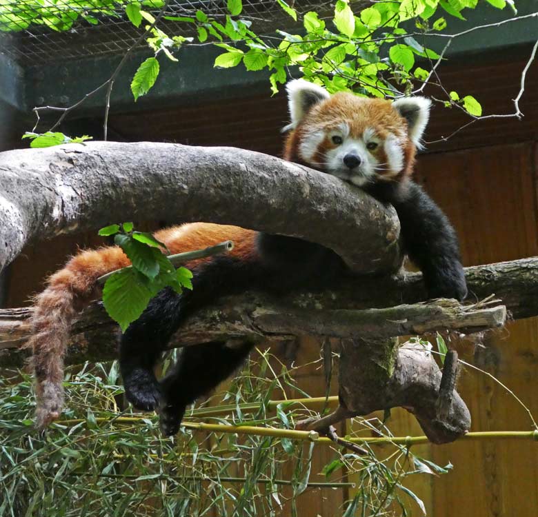 Kleiner Panda (Roter Panda) am 10. Juni 2017 im Zoologischen Garten der Stadt Wuppertal