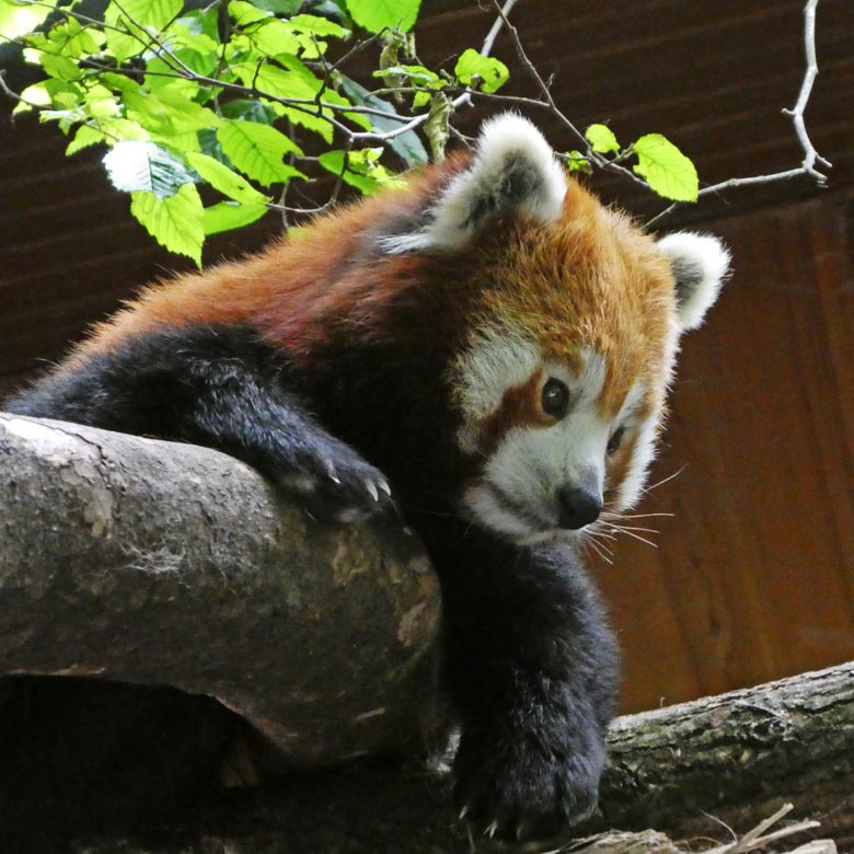 Kleiner Panda (Roter Panda) am 10. Juni 2017 im Wuppertaler Zoo