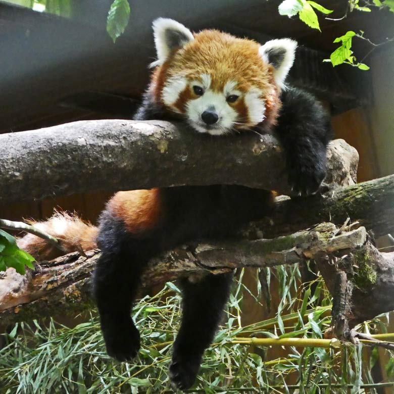 Kleiner Panda (Roter Panda) am 10. Juni 2017 im Grünen Zoo Wuppertal