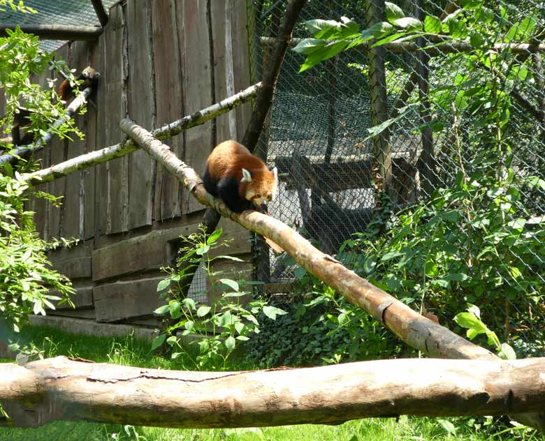 Die beiden Kleinen Pandas am 7. Juli 2017 auf der neuen Anlage im Grünen Zoo Wuppertal