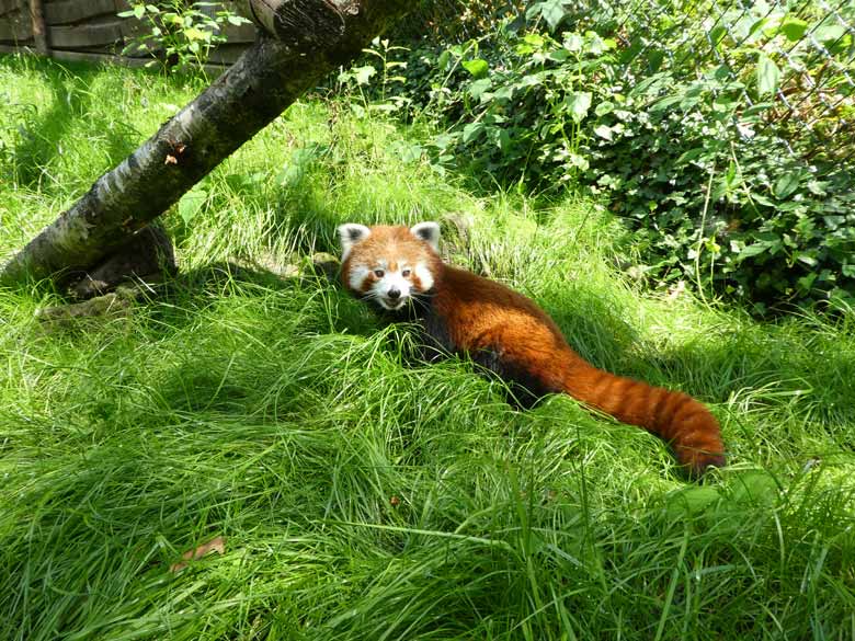 Kleiner Panda am 7. Juli 2017 auf der neuen Anlage im Zoologischen Garten der Stadt