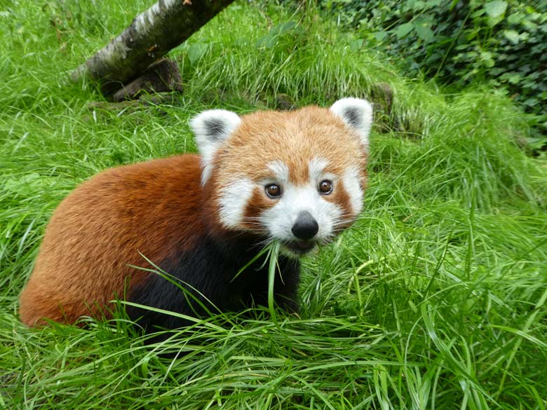 Kleiner Panda am 7. Juli 2017 auf der neuen Anlage im Wuppertaler Zoo