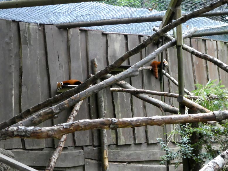 Die beiden Kleinen Pandas am 7. Juli 2017 auf der neuen Anlage im Zoologischen Garten Wuppertal