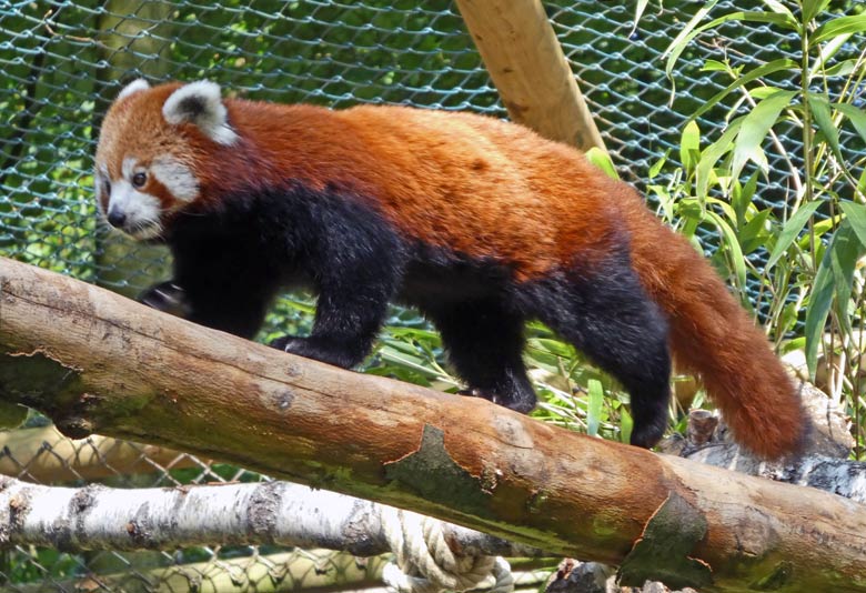 Kleiner Panda (Roter Panda) am 17. Juli 2017 im Grünen Zoo Wuppertal