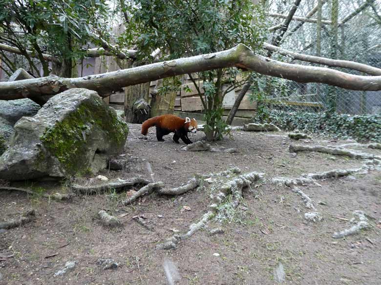 Kleiner Panda am 4. Februar 2018 auf der Außenanlage im Zoologischen Garten Wuppertal