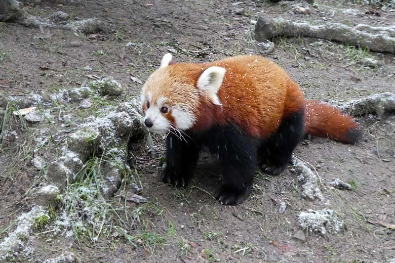 Kleiner Panda am 4. Februar 2018 auf der Außenanlage im Wuppertaler Zoo