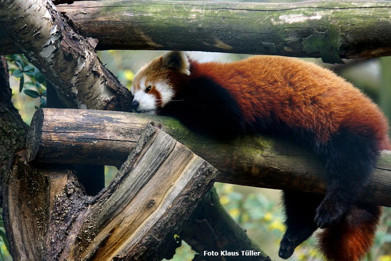 Roter Panda am 14. April 2018 auf der Außenanlage im Grünen Zoo Wuppertal (Foto Kaus Tüller)