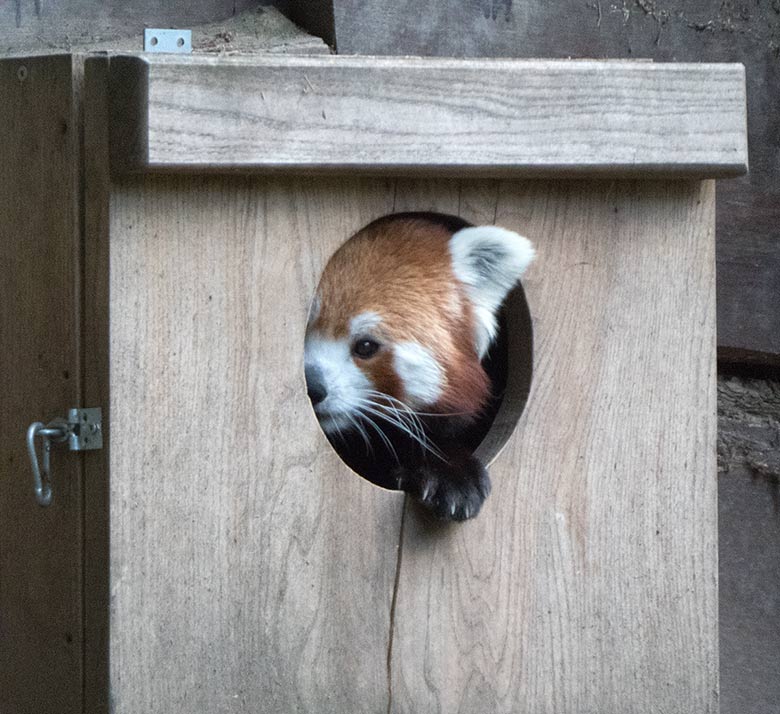 Kleiner Panda am 2. September 2018 auf der Außenanlage im Zoologischen Garten Wuppertall