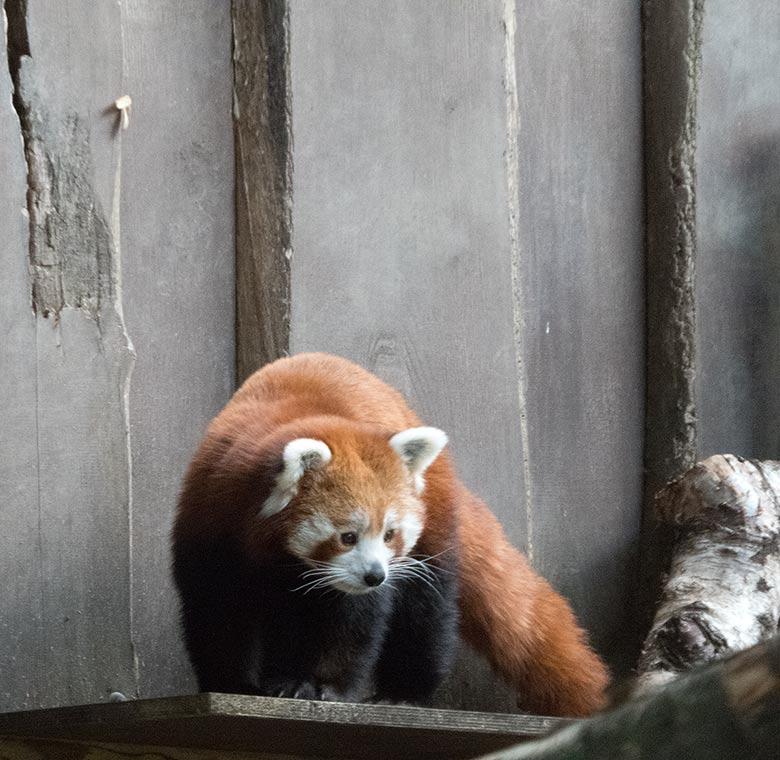 Kleiner Panda am 2. September 2018 auf der Außenanlage im Zoo Wuppertal
