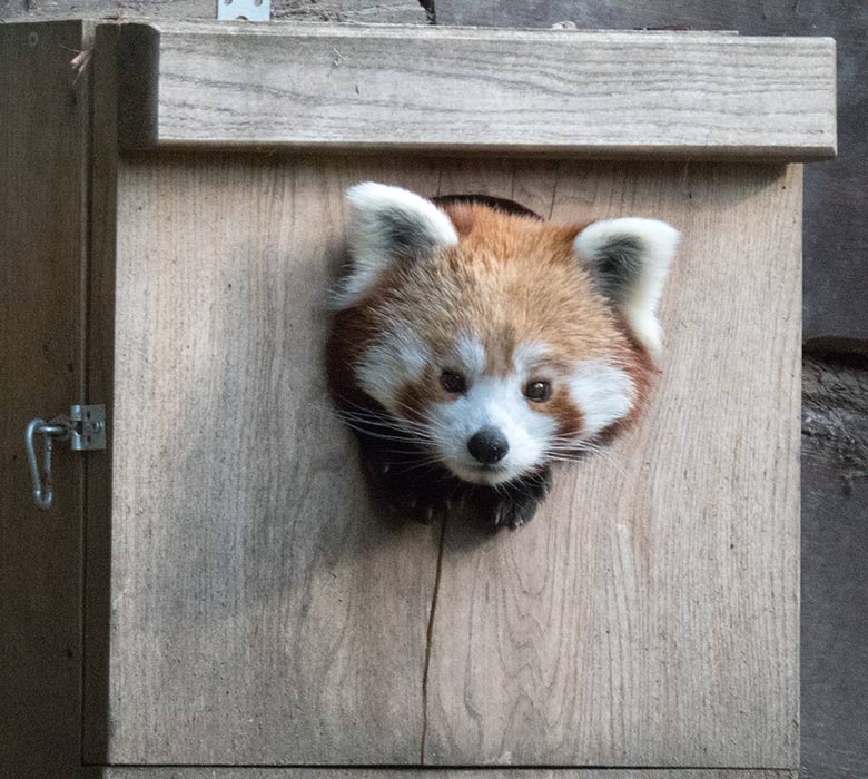 Kleiner Panda am 2. September 2018 auf der Außenanlage im Zoologischen Garten der Stadt Wuppertal