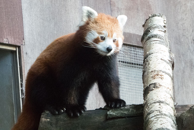 Kleiner Panda am 2. September 2018 auf der Außenanlage im Wuppertaler Zoo