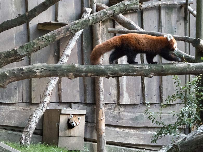 Kleine Pandas am 2. September 2018 auf der Außenanlage im Grünen Zoo Wuppertal