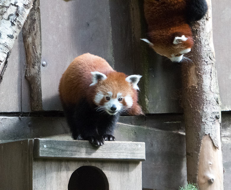 Kleine Pandas am 21. Juni 2019 auf der Außenanlage im Zoologischen Garten Wuppertal