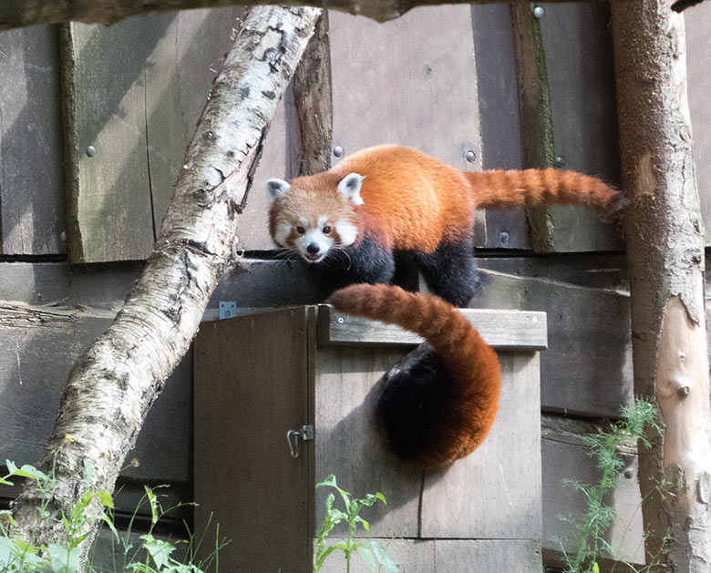 Kleine Pandas am 21. Juni 2019 auf der Außenanlage im Grünen Zoo Wuppertal
