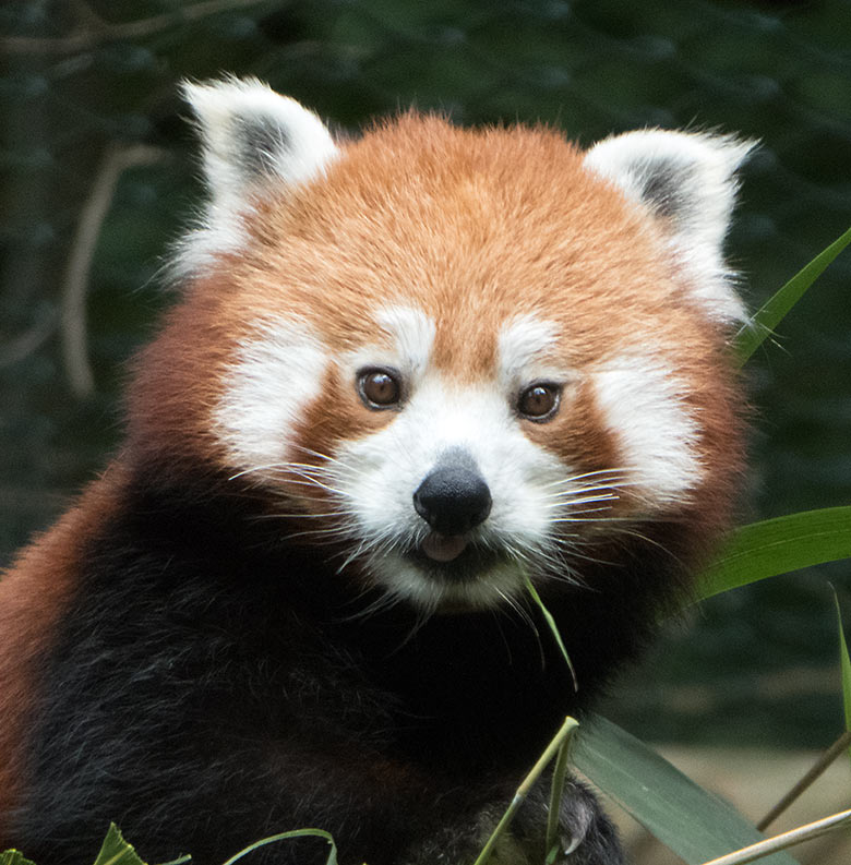 Kleiner Panda am 21. Juni 2019 auf der Außenanlage im Zoo Wuppertal
