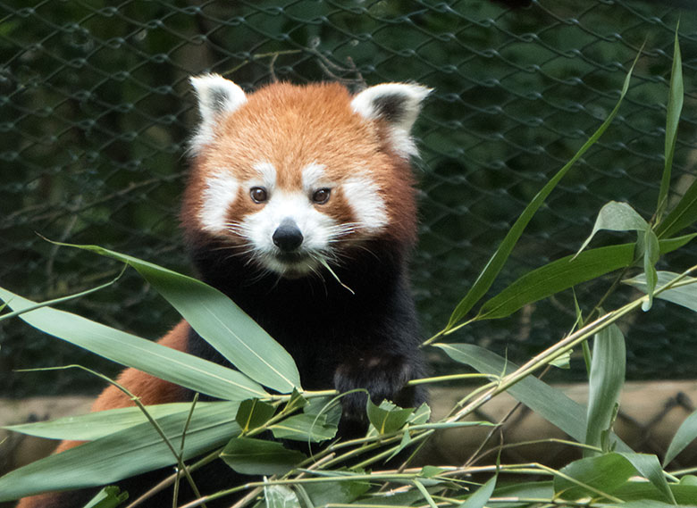 Kleiner Panda am 21. Juni 2019 auf der Außenanlage im Wuppertaler Zoo