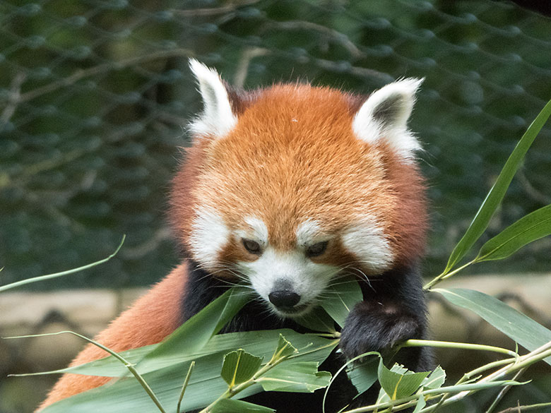 Kleiner Panda am 21. Juni 2019 auf der Außenanlage im Zoologischen Garten der Stadt Wuppertal