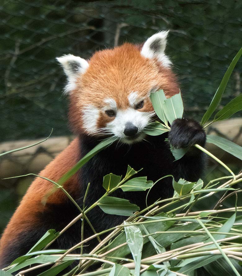 Kleiner Panda am 21. Juni 2019 auf der Außenanlage im Grünen Zoo Wuppertal