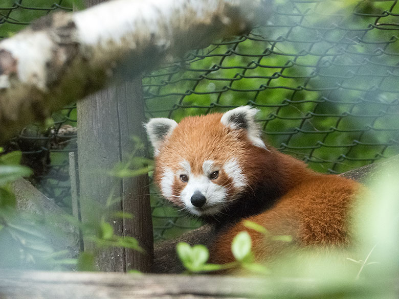 Kleiner Panda am 2. Juli 2020 auf der Außenanlage am Kleinkatzen-Haus im Grünen Zoo Wuppertal